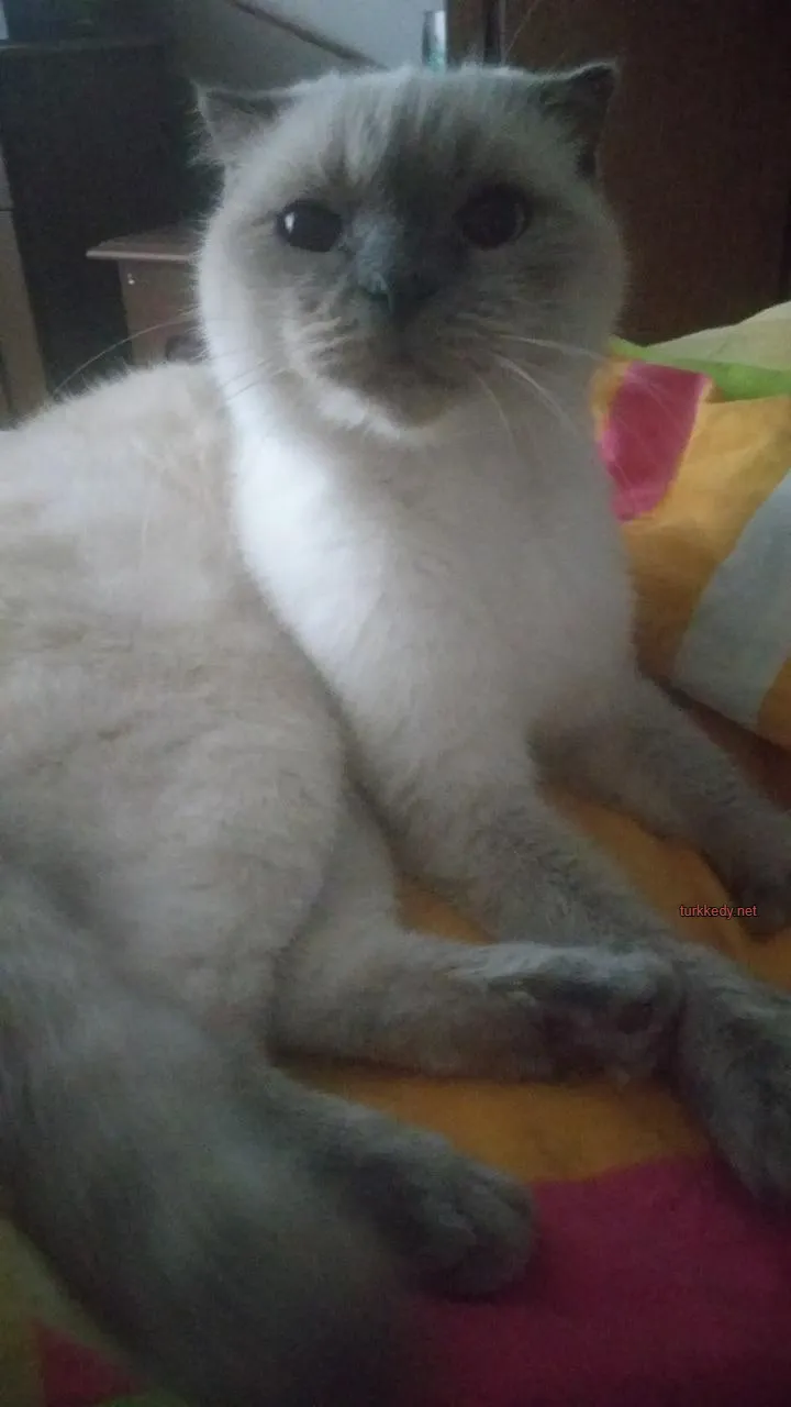 Kedi #3994